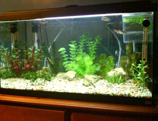 13 gallons freshwater fish tank (mostly fish and non-living decorations) - The Tank Next to my bed. 13 gallons freshwater fish tank (mostly fish and non-living decorations) - The Tank Next to my bed.