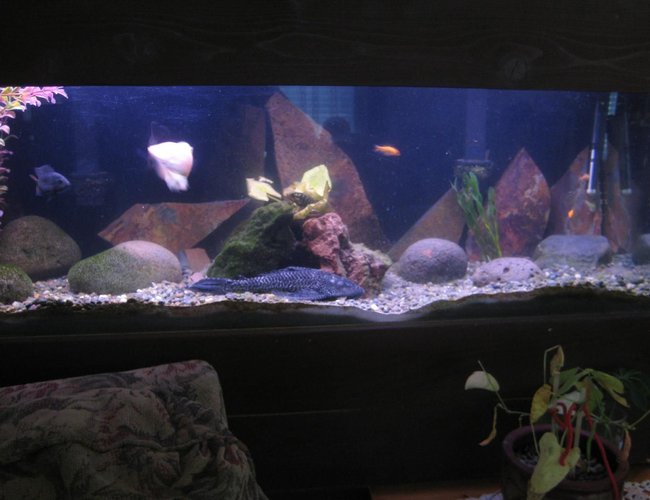 60 gallons freshwater fish tank (mostly fish and non-living decorations) - 50 gallon tank 60 gallons freshwater fish tank (mostly fish and non-living decorations) - 50 gallon tank