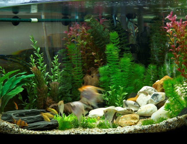 47 gallons freshwater fish tank (mostly fish and non-living decorations) - plastic plant tank.. 47 gallons freshwater fish tank (mostly fish and non-living decorations) - plastic plant tank..