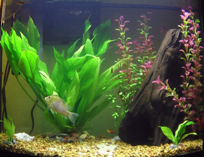 26 gallons freshwater fish tank (mostly fish and non-living decorations) - 26 gal planted freshwater community, AquaClear 70 filter w/2x foam, Nova Extreme 2x24W T5 lighting. 1 Redhump Eartheater, 4 Flame Tetras, 6 Cherry Barbs, 2 Bosemani Rainbow, 1 Neon Dwarf Gourami, 1 Leopard Pleco. One adult Amazon Sword, 2 baby Amazon Swords, Moneywort. Smooth pebble and sand substrate. 26 gallons freshwater fish tank (mostly fish and non-living decorations) - 26 gal planted freshwater community, AquaClear 70 filter w/2x foam, Nova Extreme 2x24W T5 lighting. 1 Redhump Eartheater, 4 Flame Tetras, 6 Cherry Barbs, 2 Bosemani Rainbow, 1 Neon Dwarf Gourami, 1 Leopard Pleco. One adult Amazon Sword, 2 baby Amazon Swords, Moneywort. Smooth pebble and sand substrate.