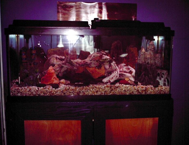 135 gallons freshwater fish tank (mostly fish and non-living decorations) - This is my third tank so far. A 75 gallon freshwater that I started from my 135G. This will be up for a while as I plan to make the 135 a saltwater tank. 135 gallons freshwater fish tank (mostly fish and non-living decorations) - This is my third tank so far. A 75 gallon freshwater that I started from my 135G. This will be up for a while as I plan to make the 135 a saltwater tank.
