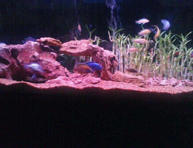 160 gallons freshwater fish tank (mostly fish and non-living decorations) - Electric blue Cichlid peacock Cichlid frontosa Cichlid Electric Yellow Cichlid Demasoni Cichlid Snow White Cichlid Red lifali jewel Cichlid & Other
FILTRATION :2 Power Filters , Four Noses air Filter, 2 Gallons external Filter Temperature in winter 300 watt 2 heaters Temperature in Samar 12 inch air fan 30% change water every 2 weeks to be healthy and happy Fishes. 160 gallons freshwater fish tank (mostly fish and non-living decorations) - Electric blue Cichlid peacock Cichlid frontosa Cichlid Electric Yellow Cichlid Demasoni Cichlid Snow White Cichlid Red lifali jewel Cichlid & Other
FILTRATION :2 Power Filters , Four Noses air Filter, 2 Gallons external Filter Temperature in winter 300 watt 2 heaters Temperature in Samar 12 inch air fan 30% change water every 2 weeks to be healthy and happy Fishes.