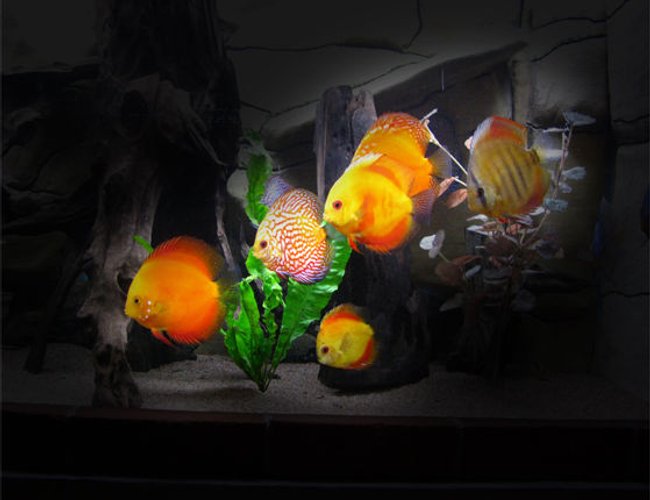 127 gallons freshwater fish tank (mostly fish and non-living decorations) - Discus 127 gallons freshwater fish tank (mostly fish and non-living decorations) - Discus