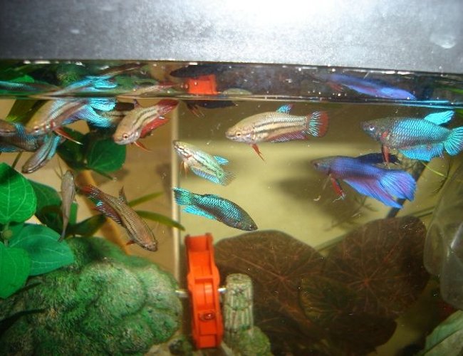 70 gallons freshwater fish tank (mostly fish and non-living decorations) - betta 70 gallons freshwater fish tank (mostly fish and non-living decorations) - betta