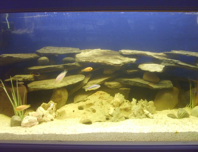 225 gallons freshwater fish tank (mostly fish and non-living decorations) - Added a few more pieces of slate. 225 gallons freshwater fish tank (mostly fish and non-living decorations) - Added a few more pieces of slate.