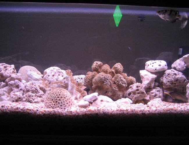76 gallons freshwater fish tank (mostly fish and non-living decorations) - this is the full view of my fish tank 76 gallons freshwater fish tank (mostly fish and non-living decorations) - this is the full view of my fish tank
