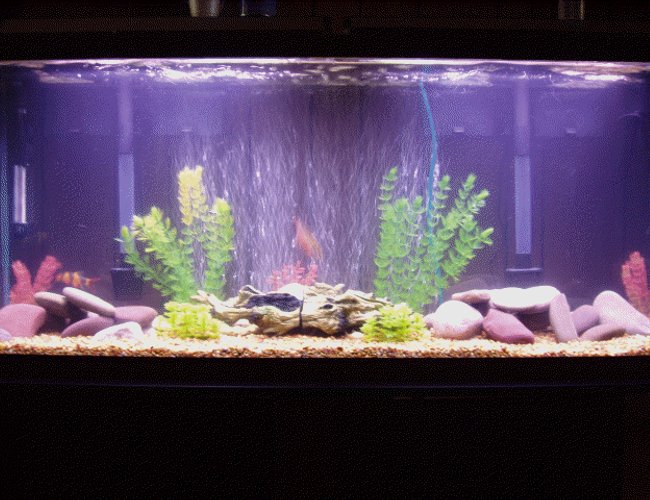 60 gallons freshwater fish tank (mostly fish and non-living decorations) - 60 gal oscar/lclown loach tank 60 gallons freshwater fish tank (mostly fish and non-living decorations) - 60 gal oscar/lclown loach tank
