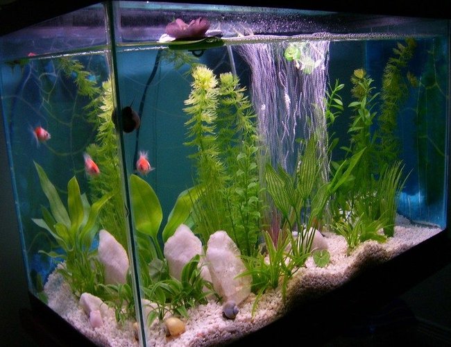 33 gallons freshwater fish tank (mostly fish and non-living decorations) - Pearlscale goldfish and Brig snails. 33 gallons freshwater fish tank (mostly fish and non-living decorations) - Pearlscale goldfish and Brig snails.