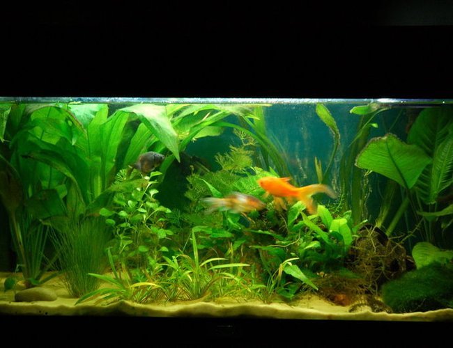 11 gallons freshwater fish tank (mostly fish and non-living decorations) - My 54l Juwel Rekord 60 11 gallons freshwater fish tank (mostly fish and non-living decorations) - My 54l Juwel Rekord 60