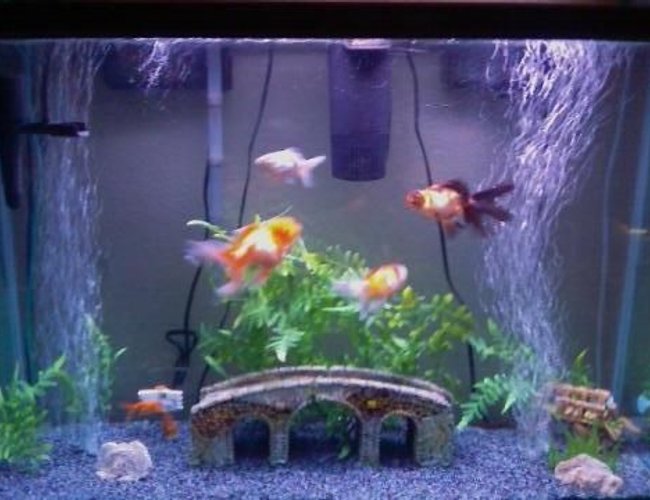45 gallons freshwater fish tank (mostly fish and non-living decorations) - My tank and some of my fish.. others are behind the bridge n stuff. 45 gallons freshwater fish tank (mostly fish and non-living decorations) - My tank and some of my fish.. others are behind the bridge n stuff.