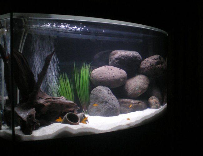 32 gallons freshwater fish tank (mostly fish and non-living decorations) - My first tank ever! 32 gallons freshwater fish tank (mostly fish and non-living decorations) - My first tank ever!
