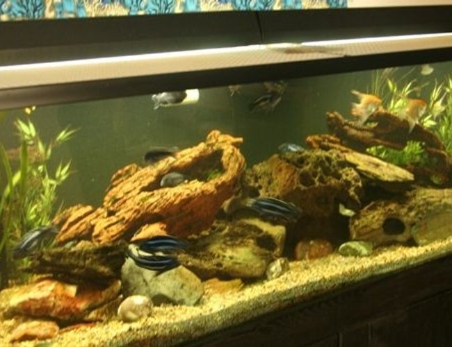 250 gallons freshwater fish tank (mostly fish and non-living decorations) - 250 gal 250 gallons freshwater fish tank (mostly fish and non-living decorations) - 250 gal