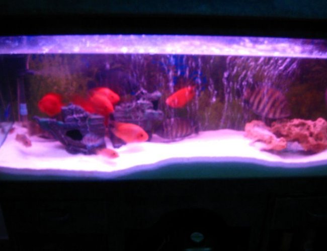 6 gallons freshwater fish tank (mostly fish and non-living decorations) - my fish tank 6 gallons freshwater fish tank (mostly fish and non-living decorations) - my fish tank