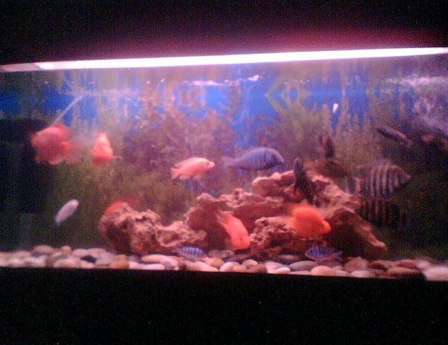 6 gallons freshwater fish tank (mostly fish and non-living decorations) - old setup 6 gallons freshwater fish tank (mostly fish and non-living decorations) - old setup
