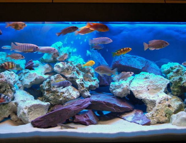 70 gallons freshwater fish tank (mostly fish and non-living decorations) - my tank 70 gallons freshwater fish tank (mostly fish and non-living decorations) - my tank