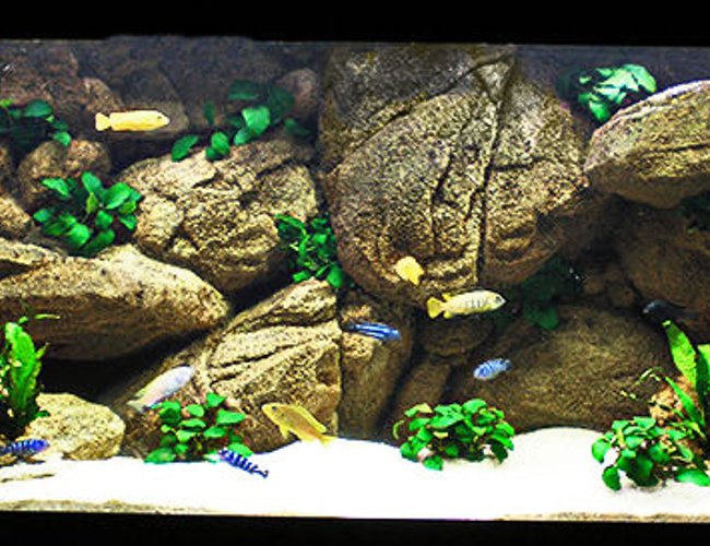 63 gallons freshwater fish tank (mostly fish and non-living decorations) - My Mbuna Tank 63 gallons freshwater fish tank (mostly fish and non-living decorations) - My Mbuna Tank