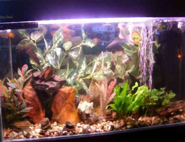18 gallons freshwater fish tank (mostly fish and non-living decorations) - my fish tank please tell me what u think that i can do to better it . many thanks 18 gallons freshwater fish tank (mostly fish and non-living decorations) - my fish tank please tell me what u think that i can do to better it . many thanks