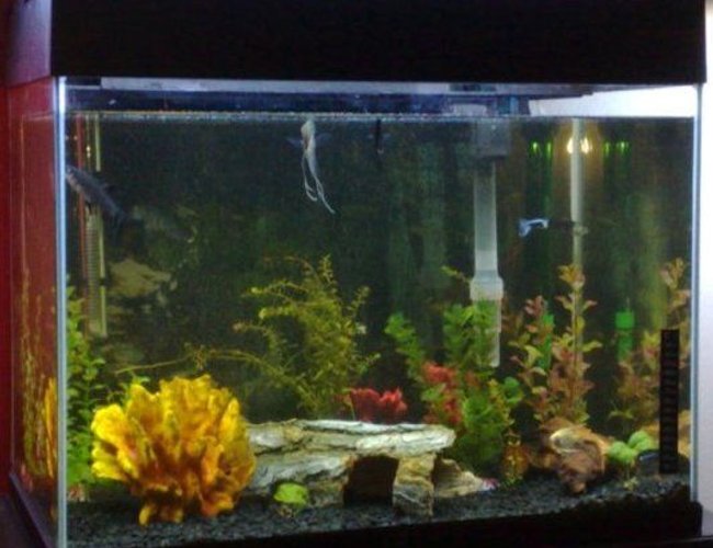 18 gallons freshwater fish tank (mostly fish and non-living decorations) - my first tank 18 gallons freshwater fish tank (mostly fish and non-living decorations) - my first tank
