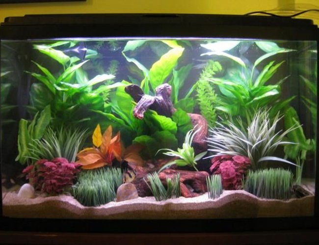45 gallons freshwater fish tank (mostly fish and non-living decorations) - Front View of My 45G Freshwater Glass Tank. 45 gallons freshwater fish tank (mostly fish and non-living decorations) - Front View of My 45G Freshwater Glass Tank.