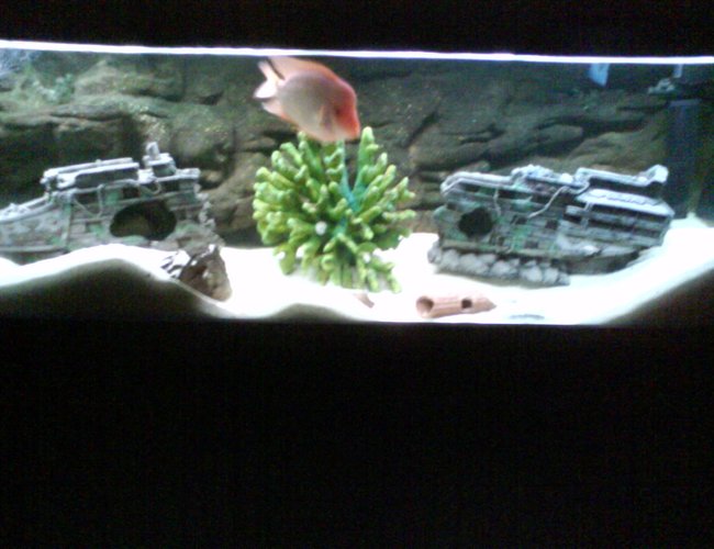 880 gallons freshwater fish tank (mostly fish and non-living decorations) - 6 footer 880 gallons freshwater fish tank (mostly fish and non-living decorations) - 6 footer