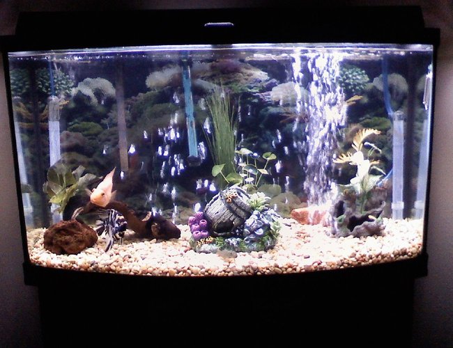 46 gallons freshwater fish tank (mostly fish and non-living decorations) - 46 Gal bowfront 46 gallons freshwater fish tank (mostly fish and non-living decorations) - 46 Gal bowfront