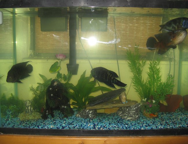 45 gallons freshwater fish tank (mostly fish and non-living decorations) - 45 Gallon Tank 45 gallons freshwater fish tank (mostly fish and non-living decorations) - 45 Gallon Tank