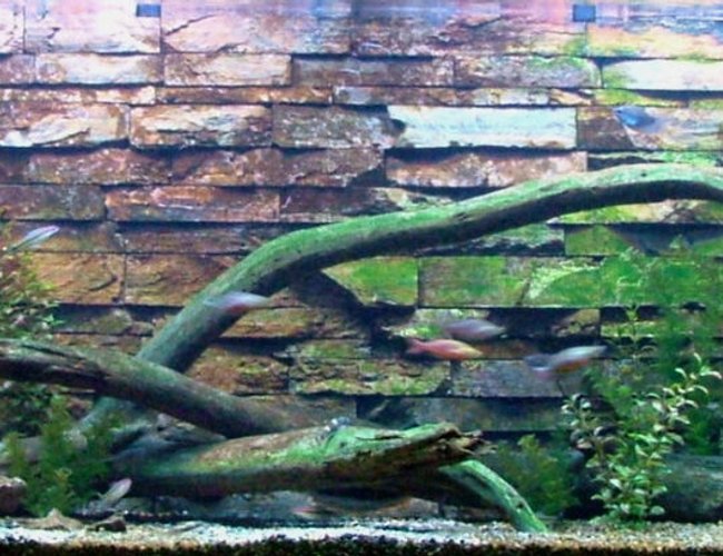 168 gallons freshwater fish tank (mostly fish and non-living decorations) - My custom 168 gallon. Tired of seeing boring backgrounds, I made my own out of real stone. Not satisifed with the store selection of wood, I got two 5 foot logs from one of my favorite trout streams. Now I'm satisfied. 168 gallons freshwater fish tank (mostly fish and non-living decorations) - My custom 168 gallon. Tired of seeing boring backgrounds, I made my own out of real stone. Not satisifed with the store selection of wood, I got two 5 foot logs from one of my favorite trout streams. Now I'm satisfied.