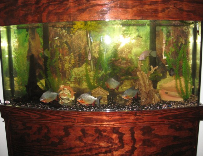 45 gallons freshwater fish tank (mostly fish and non-living decorations) - My Fathers 72 bowfront (Found it!!).. built the stand and top himself and has:
4 Red Pacu's
3 Convicts
1 Red Eye Tetra
Very Nice!!! 45 gallons freshwater fish tank (mostly fish and non-living decorations) - My Fathers 72 bowfront (Found it!!).. built the stand and top himself and has:
4 Red Pacu's
3 Convicts
1 Red Eye Tetra
Very Nice!!!