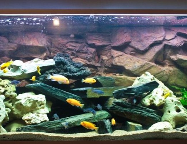 80 gallons freshwater fish tank (mostly fish and non-living decorations) - 1st version .. 80 gallons freshwater fish tank (mostly fish and non-living decorations) - 1st version ..