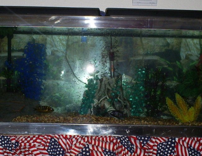 100 gallons freshwater fish tank (mostly fish and non-living decorations) - another front shot 100 gallons freshwater fish tank (mostly fish and non-living decorations) - another front shot