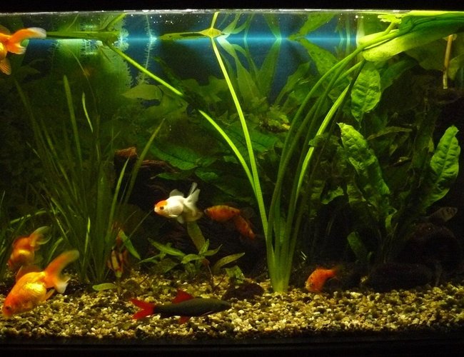 25 gallons freshwater fish tank (mostly fish and non-living decorations) - 100 L tank, 5 goldfish, 1 labeo, 2 corry, 2 tetra, 4 conconius, 1 kuli, 1 tiger barb. 25 gallons freshwater fish tank (mostly fish and non-living decorations) - 100 L tank, 5 goldfish, 1 labeo, 2 corry, 2 tetra, 4 conconius, 1 kuli, 1 tiger barb.