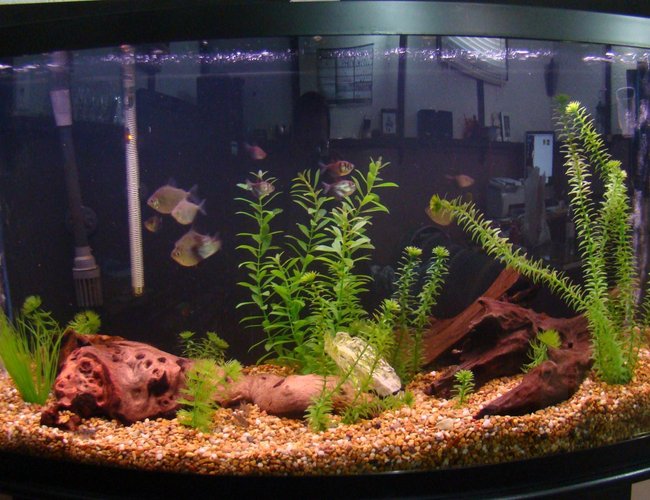 45 gallons freshwater fish tank (mostly fish and non-living decorations) - updated picture of the 46 gal tank. Took a couple decorations out as going to try to limit the transfer to the 125 as easy as possible, ever since trying the sand in the 125 ill never go back, i find the larger gravel like this makes the tank look yellow. not my favorite. Easy to clean tho. This tanks shut down now as the 125 is done and Its going to start up again saltwater style! 45 gallons freshwater fish tank (mostly fish and non-living decorations) - updated picture of the 46 gal tank. Took a couple decorations out as going to try to limit the transfer to the 125 as easy as possible, ever since trying the sand in the 125 ill never go back, i find the larger gravel like this makes the tank look yellow. not my favorite. Easy to clean tho. This tanks shut down now as the 125 is done and Its going to start up again saltwater style!