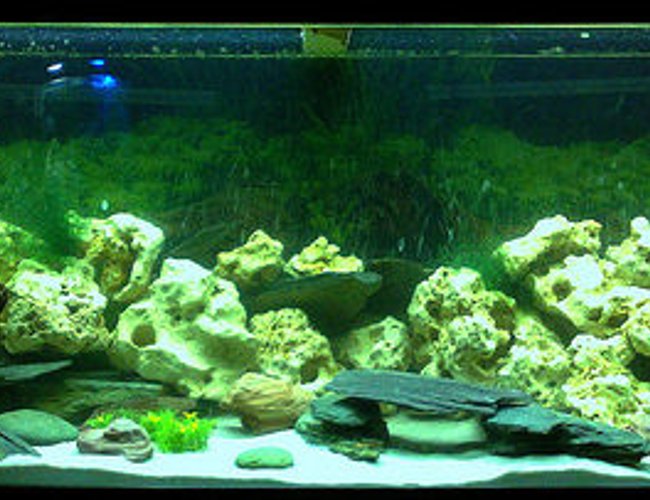 57 gallons freshwater fish tank (mostly fish and non-living decorations) - My 260 litre Malawi Cichlid Tank. It has only been running with fish in for about 3 weeks so taking it slowly adding a few fish every couple of weeks.
Fish Stock to Date:
Synodontis Eupterus x 3
Cyrtocara Moorii x 3
Labeotropheus fuelleborni x 3
Metriaclima estherae
Labidichromis caeruleus x 3
Aulonocara sp Rubens Red x 2
Aulonocara hansbaenschi
Scianochromis Fryeri
This is my first Malawi Tank so any advice would be appreciated on how to improve the conditions for the fish and stocking. :-) 57 gallons freshwater fish tank (mostly fish and non-living decorations) - My 260 litre Malawi Cichlid Tank. It has only been running with fish in for about 3 weeks so taking it slowly adding a few fish every couple of weeks.
Fish Stock to Date:
Synodontis Eupterus x 3
Cyrtocara Moorii x 3
Labeotropheus fuelleborni x 3
Metriaclima estherae
Labidichromis caeruleus x 3
Aulonocara sp Rubens Red x 2
Aulonocara hansbaenschi
Scianochromis Fryeri
This is my first Malawi Tank so any advice would be appreciated on how to improve the conditions for the fish and stocking. :-)