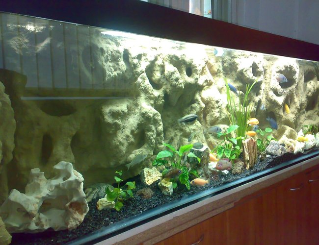 132 gallons freshwater fish tank (mostly fish and non-living decorations) - Mbuna setup 132 gallons freshwater fish tank (mostly fish and non-living decorations) - Mbuna setup