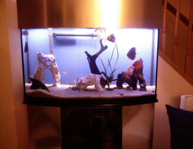 46 gallons freshwater fish tank (mostly fish and non-living decorations) - new layout 46 gallons freshwater fish tank (mostly fish and non-living decorations) - new layout