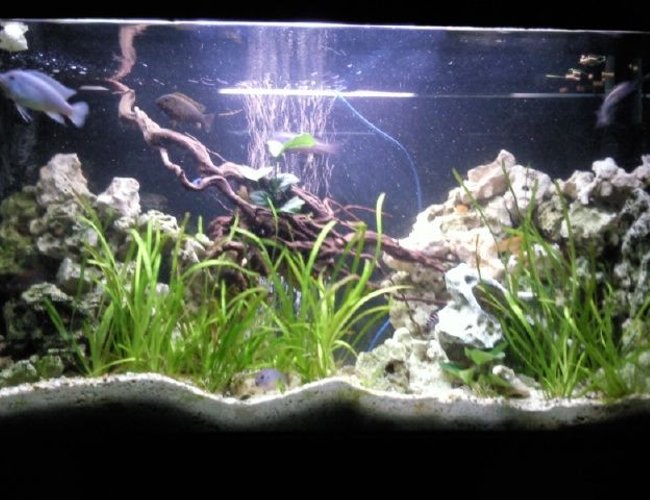 96 gallons freshwater fish tank (mostly fish and non-living decorations) - Malawi cichlids. 96 gallons freshwater fish tank (mostly fish and non-living decorations) - Malawi cichlids.