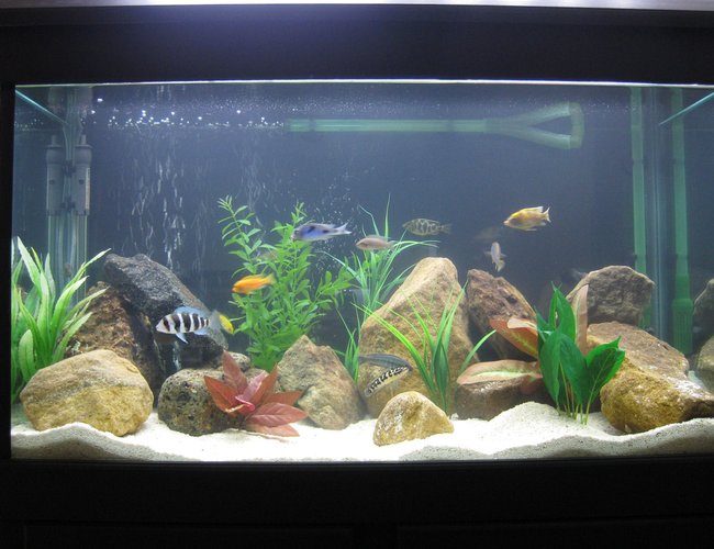 45 gallons freshwater fish tank (mostly fish and non-living decorations) - African Cichlid Tank. 45 gallons freshwater fish tank (mostly fish and non-living decorations) - African Cichlid Tank.