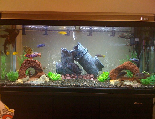 70 gallons freshwater fish tank (mostly fish and non-living decorations) - My African cichlids, all very happy and in good condition, i always ensure that the water quality is optimum to provide a healthy lifestyle for my fishies. :) 70 gallons freshwater fish tank (mostly fish and non-living decorations) - My African cichlids, all very happy and in good condition, i always ensure that the water quality is optimum to provide a healthy lifestyle for my fishies. :)