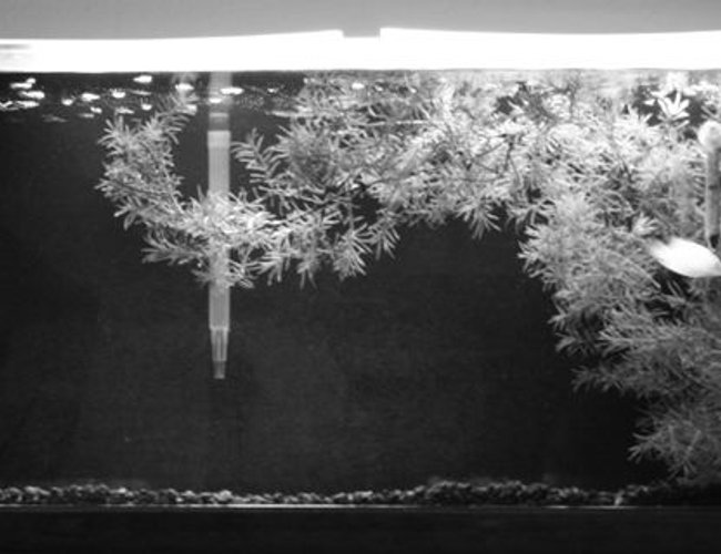 26 gallons freshwater fish tank (mostly fish and non-living decorations) - My 26 gal when I first got this gold severum 26 gallons freshwater fish tank (mostly fish and non-living decorations) - My 26 gal when I first got this gold severum