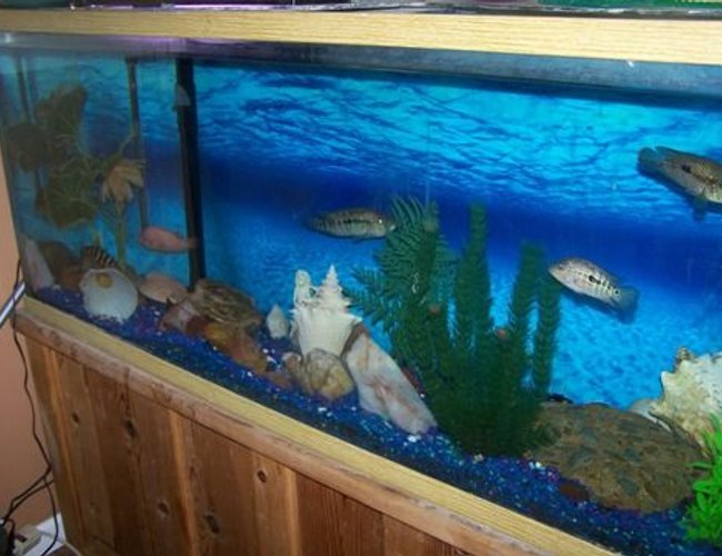 100 gallons freshwater fish tank (mostly fish and non-living decorations) - Fresh water tank with gravel and conk shells. Hanging filter, heater, hiding stones for cichlids, decorative beach stones 100 gallons freshwater fish tank (mostly fish and non-living decorations) - Fresh water tank with gravel and conk shells. Hanging filter, heater, hiding stones for cichlids, decorative beach stones