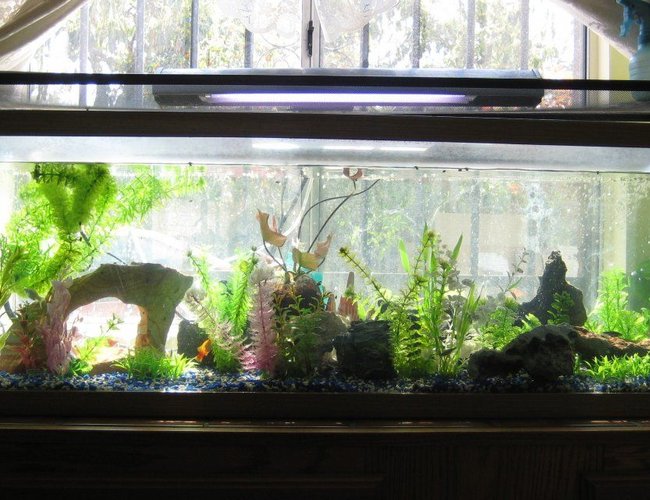 70 gallons freshwater fish tank (mostly fish and non-living decorations) - Full view of my 70 gallon fish tank. This tank is out of commission. 70 gallons freshwater fish tank (mostly fish and non-living decorations) - Full view of my 70 gallon fish tank. This tank is out of commission.