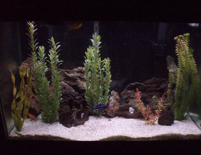 65 gallons freshwater fish tank (mostly fish and non-living decorations) - Malawi Tank. 65 gallons freshwater fish tank (mostly fish and non-living decorations) - Malawi Tank.