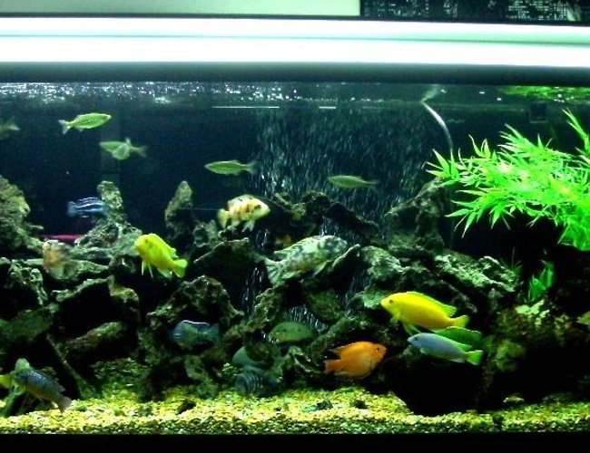 100 gallons freshwater fish tank (mostly fish and non-living decorations) - My 100 Gal Cichlid Tank 100 gallons freshwater fish tank (mostly fish and non-living decorations) - My 100 Gal Cichlid Tank