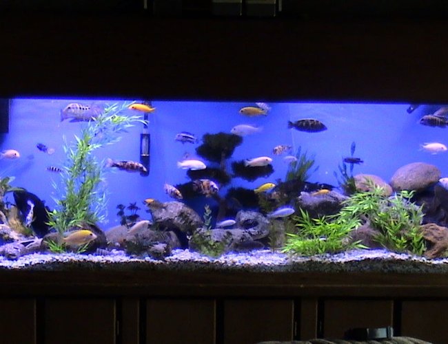 135 gallons freshwater fish tank (mostly fish and non-living decorations) - My 135gal baby 135 gallons freshwater fish tank (mostly fish and non-living decorations) - My 135gal baby