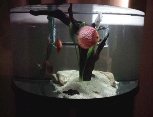 76 gallons freshwater fish tank (mostly fish and non-living decorations) - TankyWanky 76 gallons freshwater fish tank (mostly fish and non-living decorations) - TankyWanky