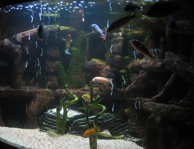 100 gallons freshwater fish tank (mostly fish and non-living decorations) - Side view of corner aquarium! 100 gallons freshwater fish tank (mostly fish and non-living decorations) - Side view of corner aquarium!