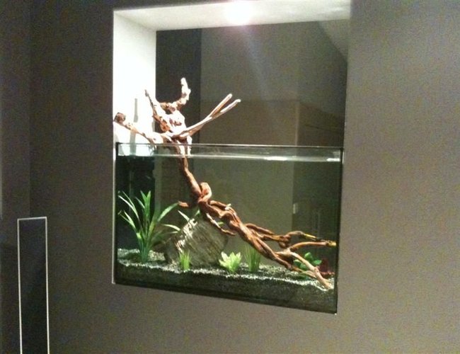 52 gallons freshwater fish tank (mostly fish and non-living decorations) - In Wall Fish Tank.
This is my first tank ever. Work in Progress. 52 gallons freshwater fish tank (mostly fish and non-living decorations) - In Wall Fish Tank.
This is my first tank ever. Work in Progress.