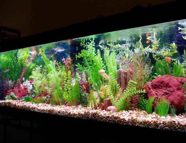 126 gallons freshwater fish tank (mostly fish and non-living decorations) - 126 gallon 126 gallons freshwater fish tank (mostly fish and non-living decorations) - 126 gallon