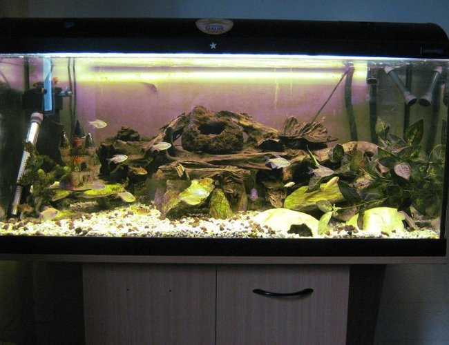 45 gallons freshwater fish tank (mostly fish and non-living decorations) - FFA Community Tank 45 gallons freshwater fish tank (mostly fish and non-living decorations) - FFA Community Tank