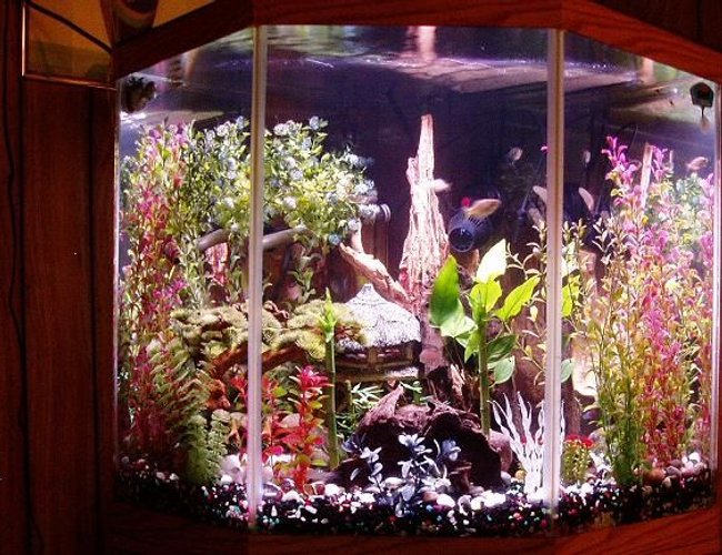 44 gallons freshwater fish tank (mostly fish and non-living decorations) - 44 Gallon corner pentagon tank. 44 gallons freshwater fish tank (mostly fish and non-living decorations) - 44 Gallon corner pentagon tank.
